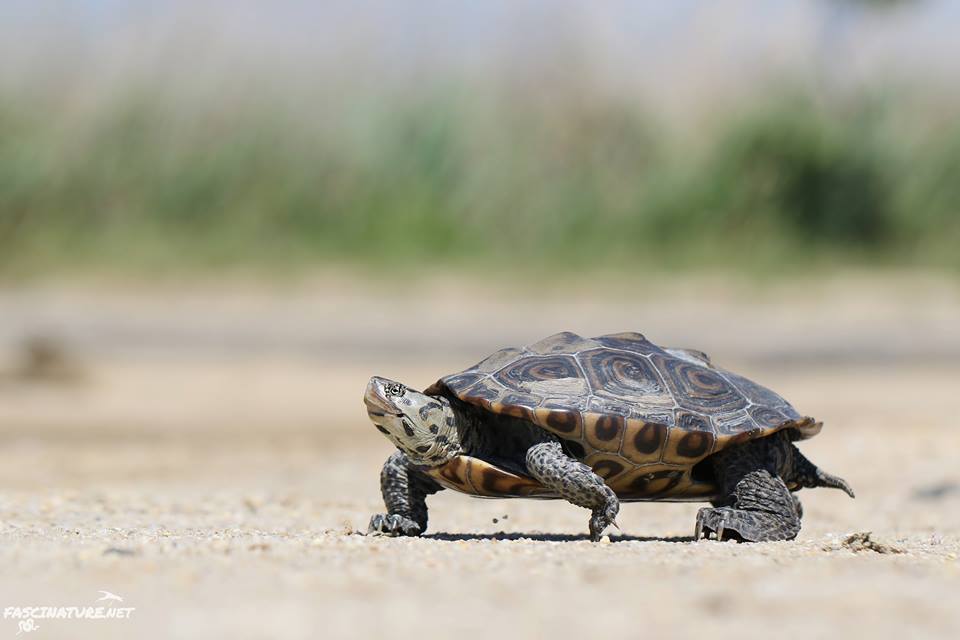 Delaware's Division of Fish & Wildlife Seeks Volunteers to Help Nesting ...